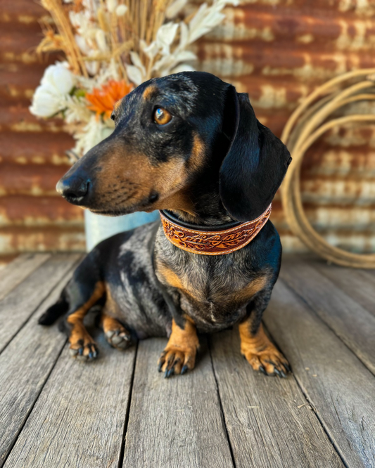 Tooled Leather Dog Collar