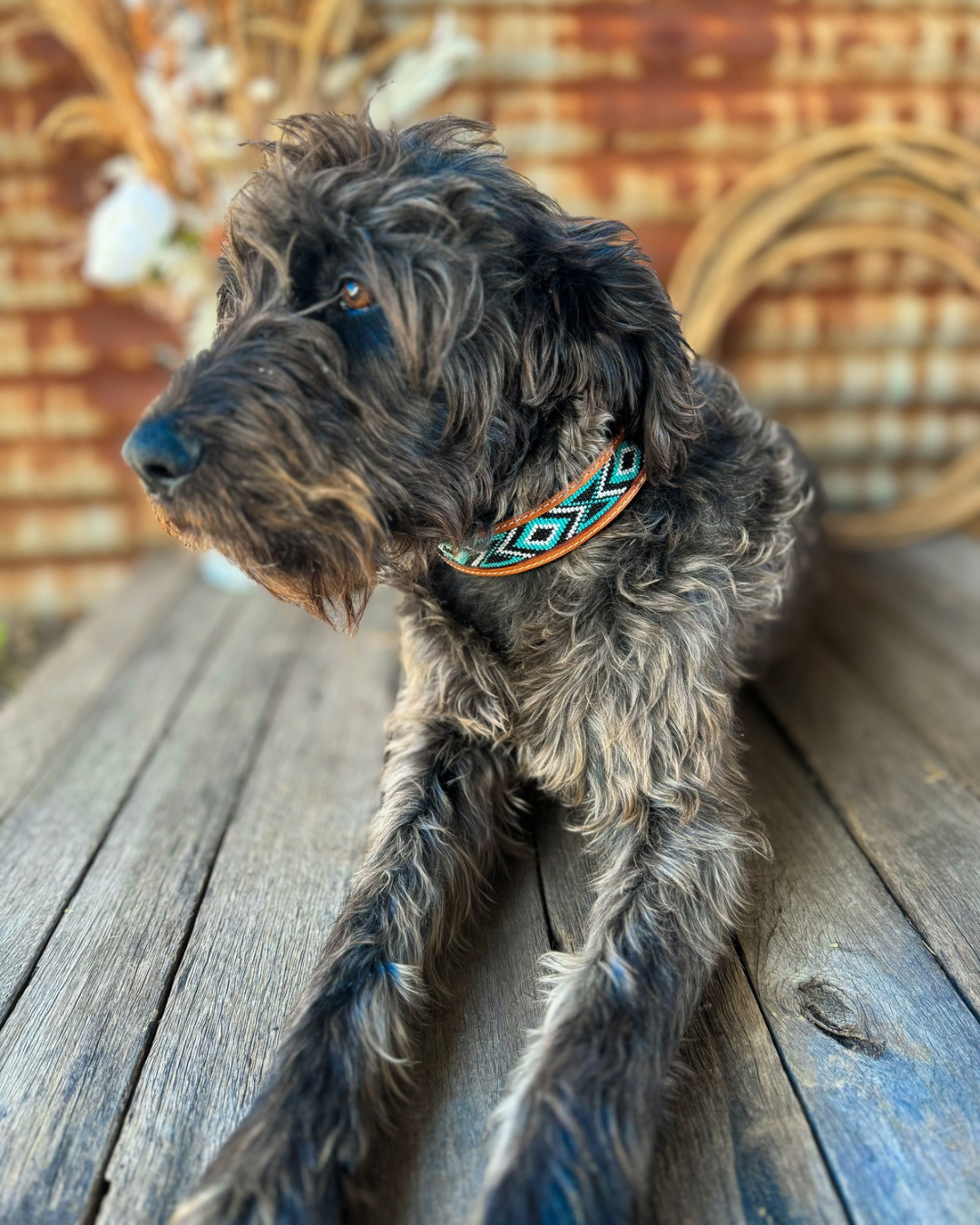 Beaded Dog Collar - Tan & Blue